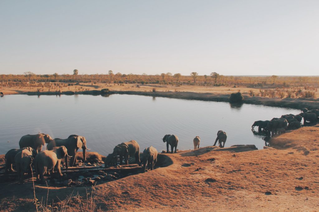 Elephants drinking water by Christine Donaldson